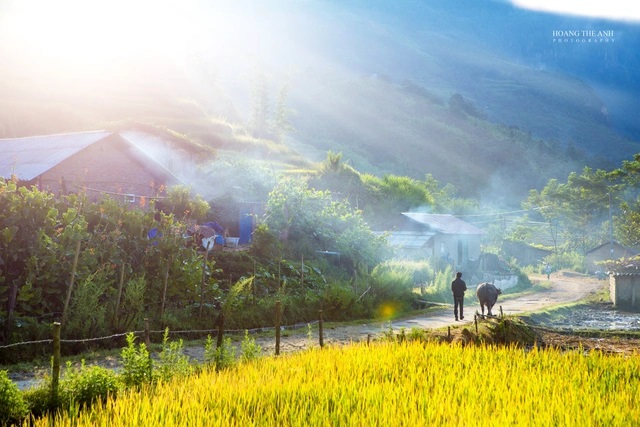 3 thiên đường “mùa vàng” ở Tây Bắc, đến khách Tây cũng “mê như điếu đổ” 3 thiên đường “mùa vàng” ở Tây Bắc, đến khách Tây cũng “mê như điếu đổ”
