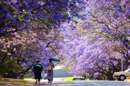 Khám phá Nam Phi – Mùa Phượng tím 8N7Đ